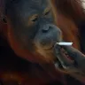 Orangutan